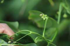 Erythropalum scandens
